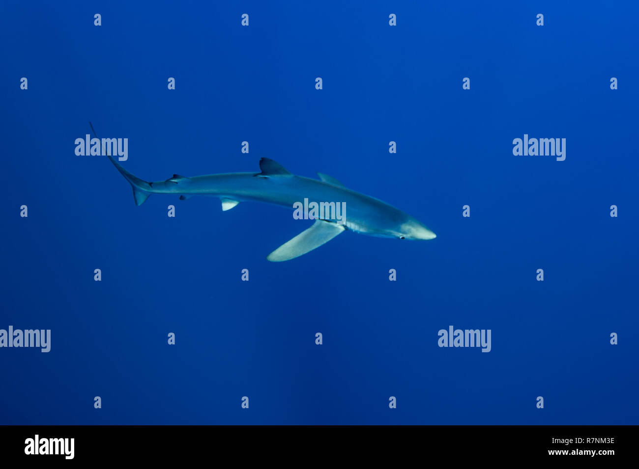 Blue Shark-Requin bleu (Prionace glauca), isola Pico, arcipelago delle Azzorre. Foto Stock