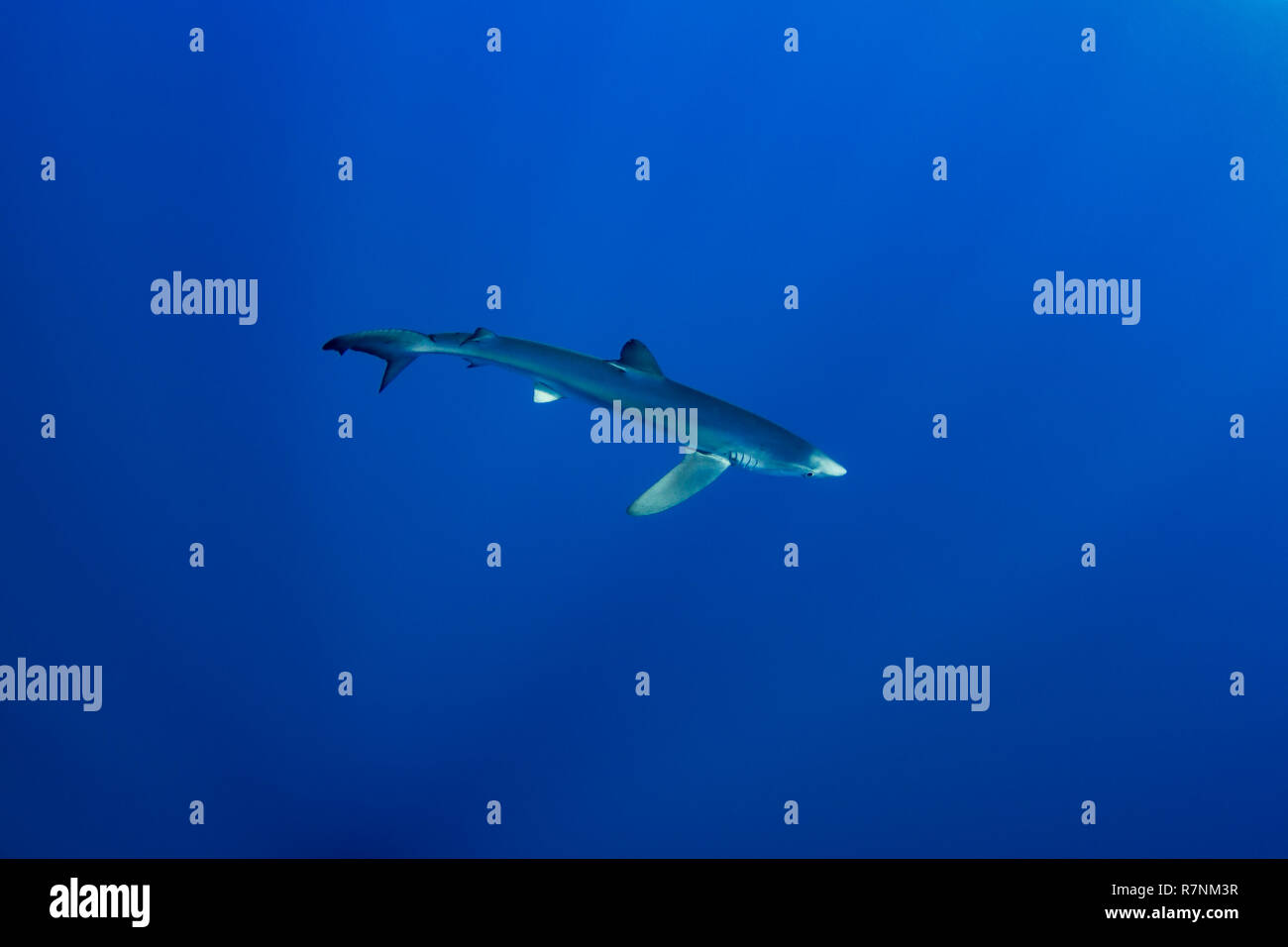 Blue Shark-Requin bleu (Prionace glauca), isola Pico, arcipelago delle Azzorre. Foto Stock