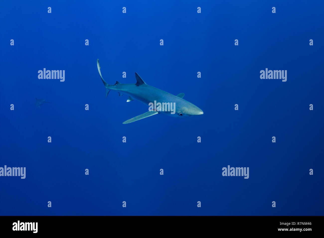 Blue Shark-Requin bleu (Prionace glauca), isola Pico, arcipelago delle Azzorre. Foto Stock