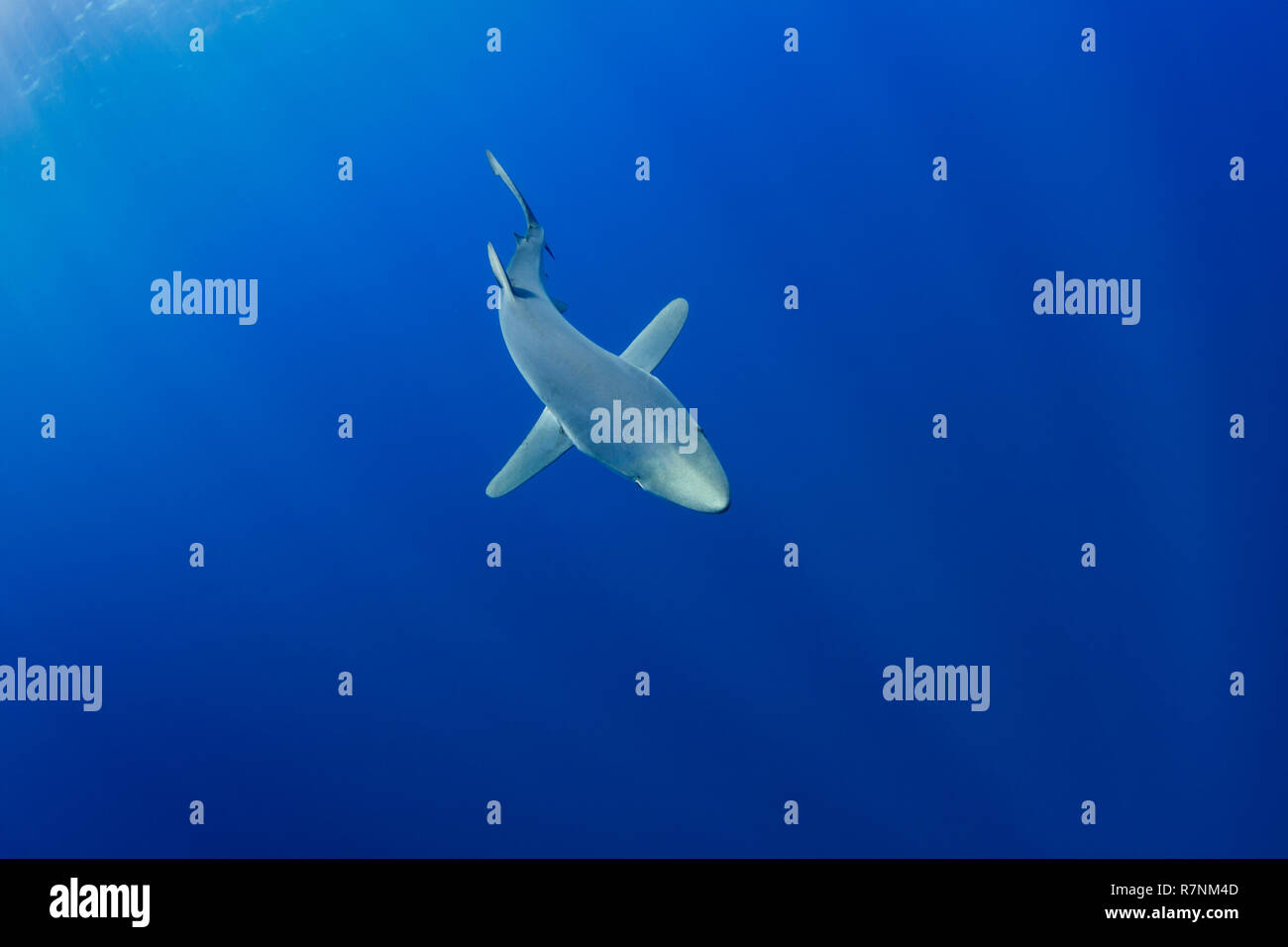 Blue Shark-Requin bleu (Prionace glauca), isola Pico, arcipelago delle Azzorre. Foto Stock