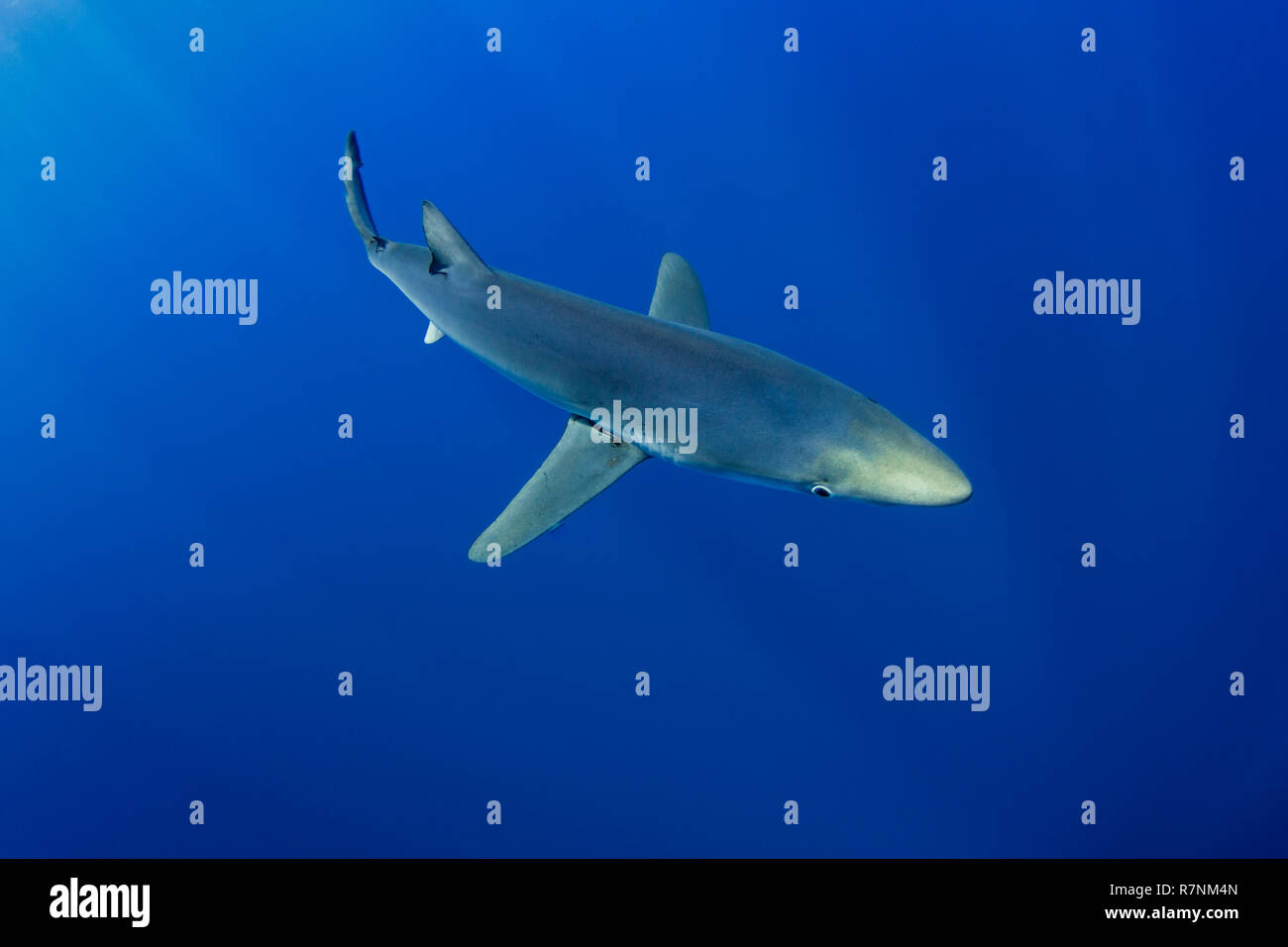 Blue Shark-Requin bleu (Prionace glauca), isola Pico, arcipelago delle Azzorre. Foto Stock