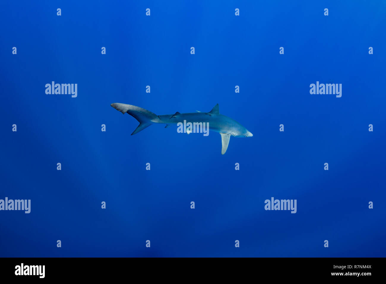 Blue Shark-Requin bleu (Prionace glauca), isola Pico, arcipelago delle Azzorre. Foto Stock