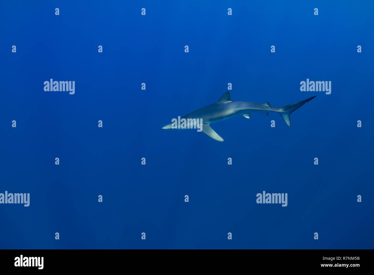 Blue Shark-Requin bleu (Prionace glauca), isola Pico, arcipelago delle Azzorre. Foto Stock