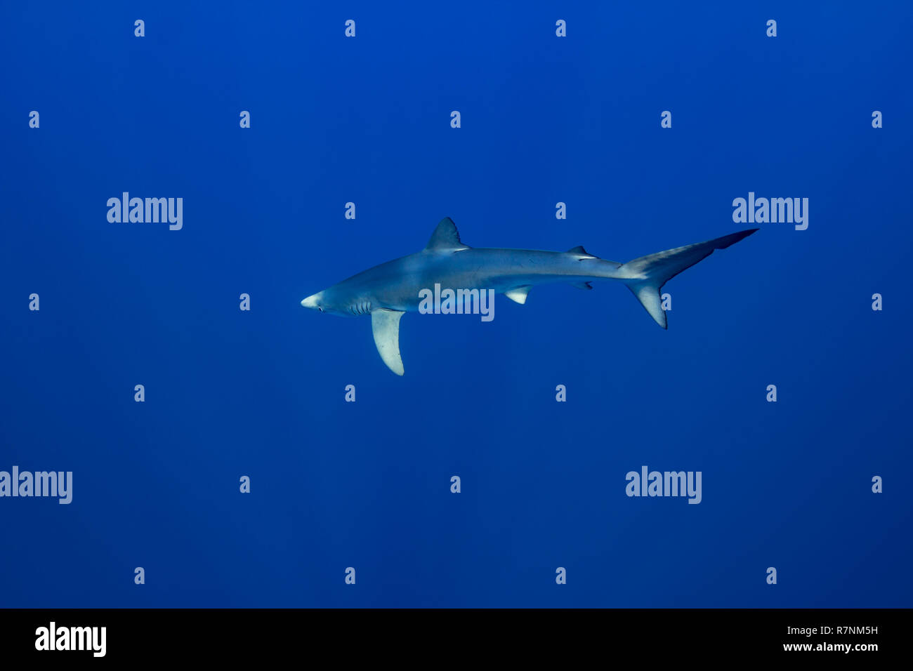 Blue Shark-Requin bleu (Prionace glauca), isola Pico, arcipelago delle Azzorre. Foto Stock