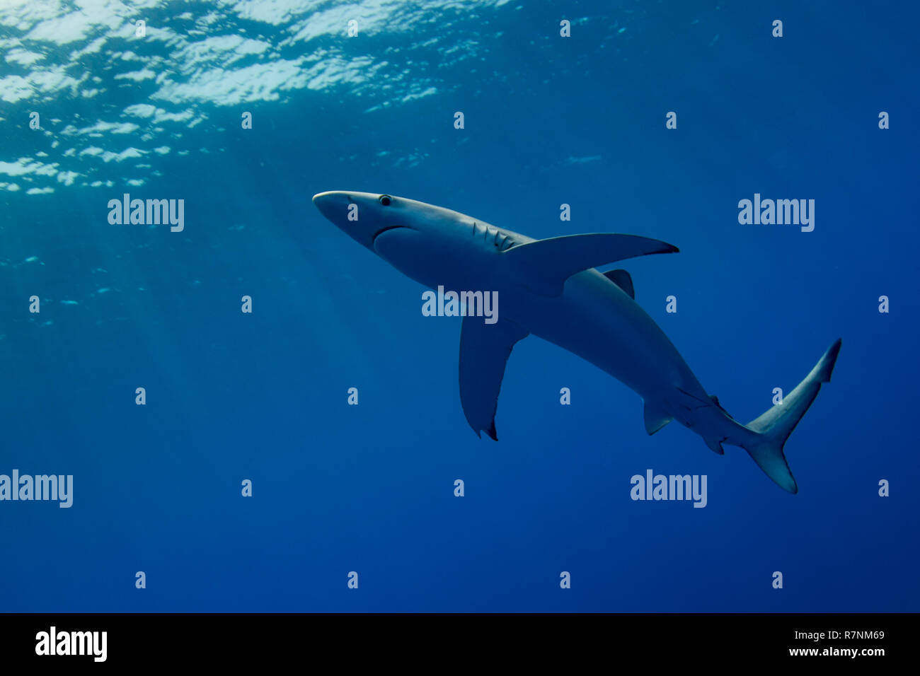 Blue Shark-Requin bleu (Prionace glauca), isola Pico, arcipelago delle Azzorre. Foto Stock