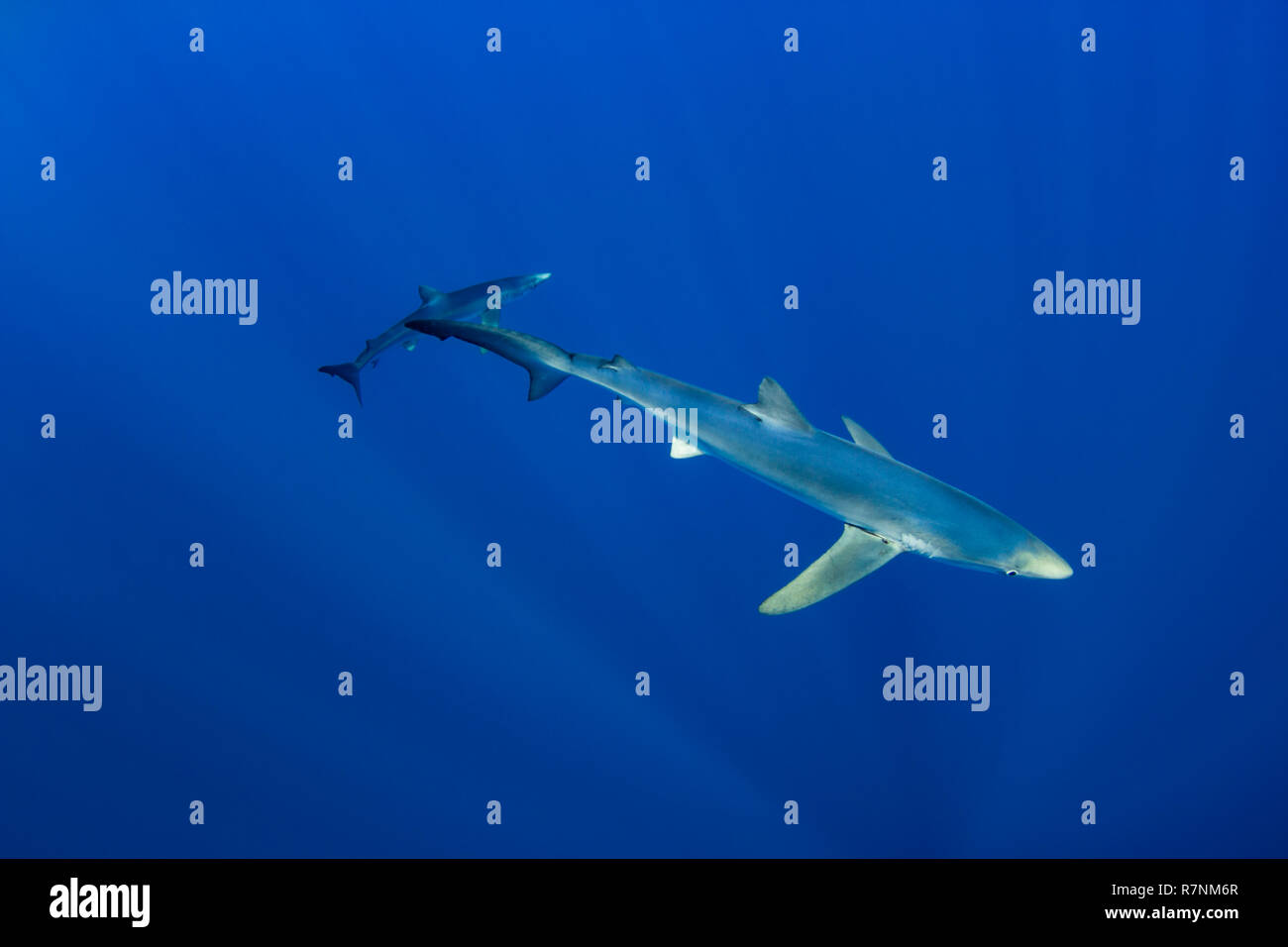 Blue Shark-Requin bleu (Prionace glauca), isola Pico, arcipelago delle Azzorre. Foto Stock