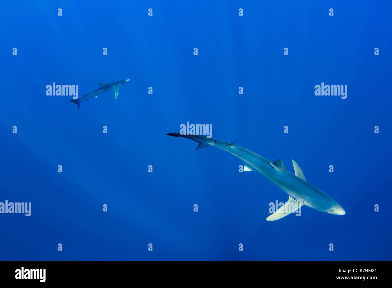Blue Shark-Requin bleu (Prionace glauca), isola Pico, arcipelago delle Azzorre. Foto Stock