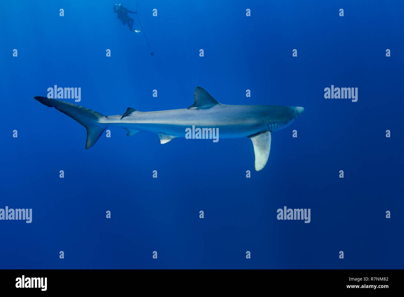 Blue Shark-Requin bleu (Prionace glauca), isola Pico, arcipelago delle Azzorre. Foto Stock