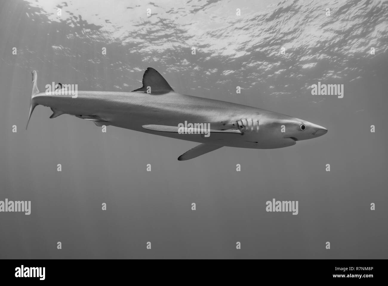 Blue Shark-Requin bleu (Prionace glauca), isola Pico, arcipelago delle Azzorre. Foto Stock