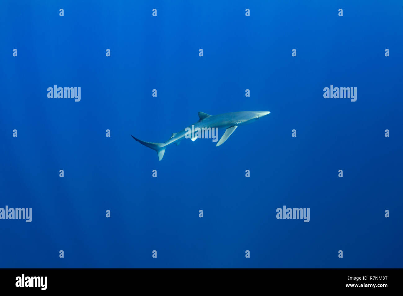 Blue Shark-Requin bleu (Prionace glauca), isola Pico, arcipelago delle Azzorre. Foto Stock