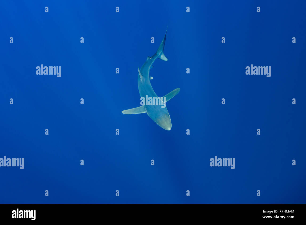 Blue Shark-Requin bleu (Prionace glauca), isola Pico, arcipelago delle Azzorre. Foto Stock