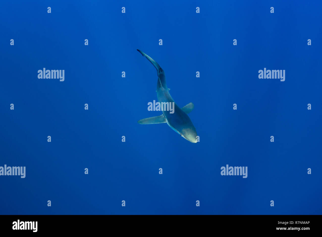 Blue Shark-Requin bleu (Prionace glauca), isola Pico, arcipelago delle Azzorre. Foto Stock