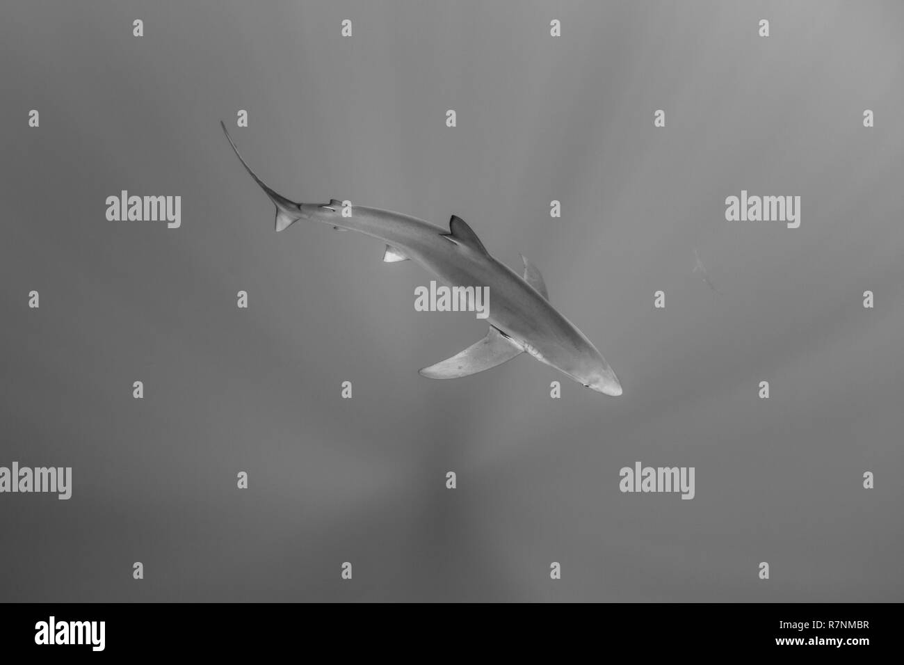 Blue Shark-Requin bleu (Prionace glauca), isola Pico, arcipelago delle Azzorre. Foto Stock