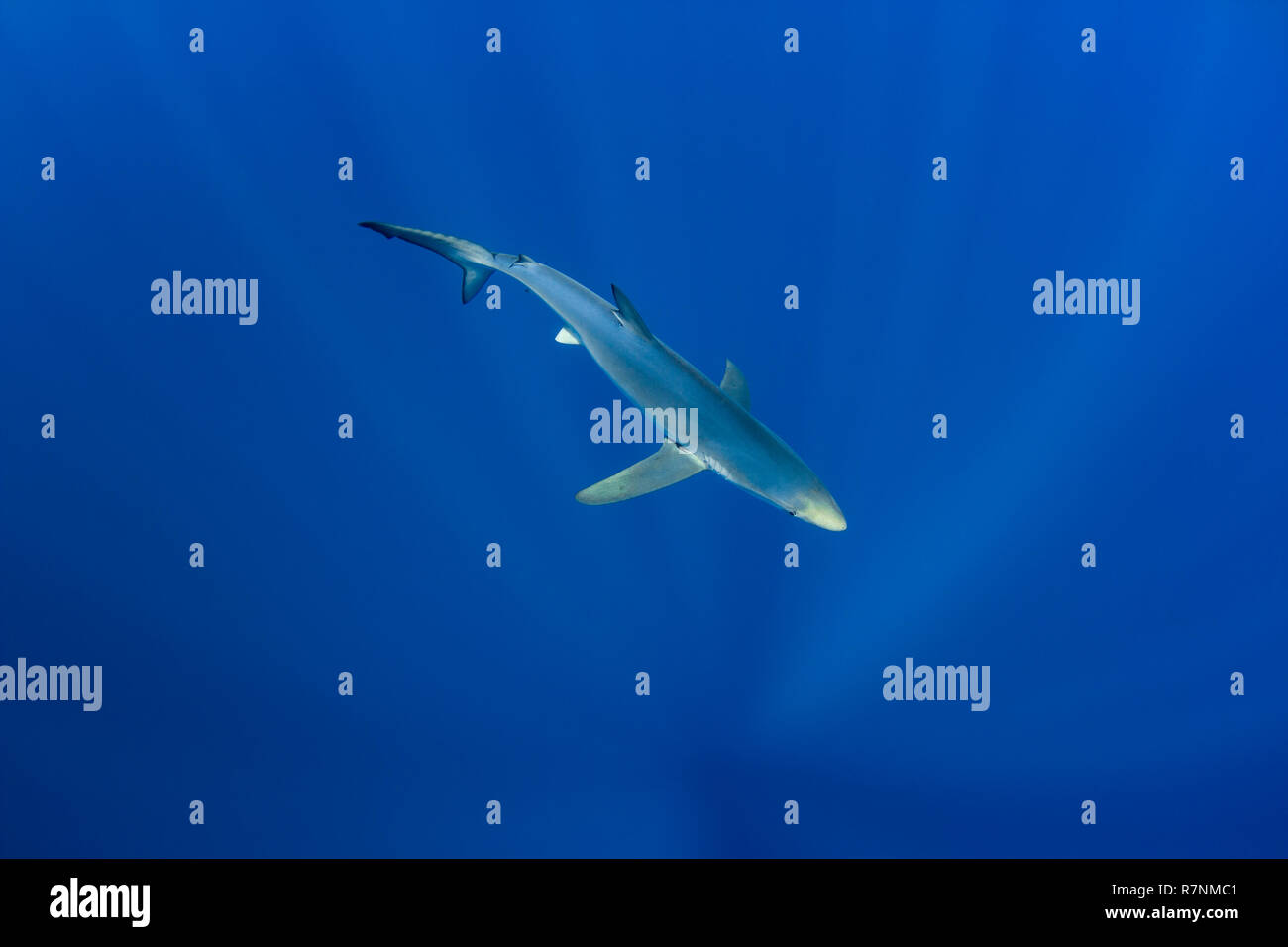 Blue Shark-Requin bleu (Prionace glauca), isola Pico, arcipelago delle Azzorre. Foto Stock