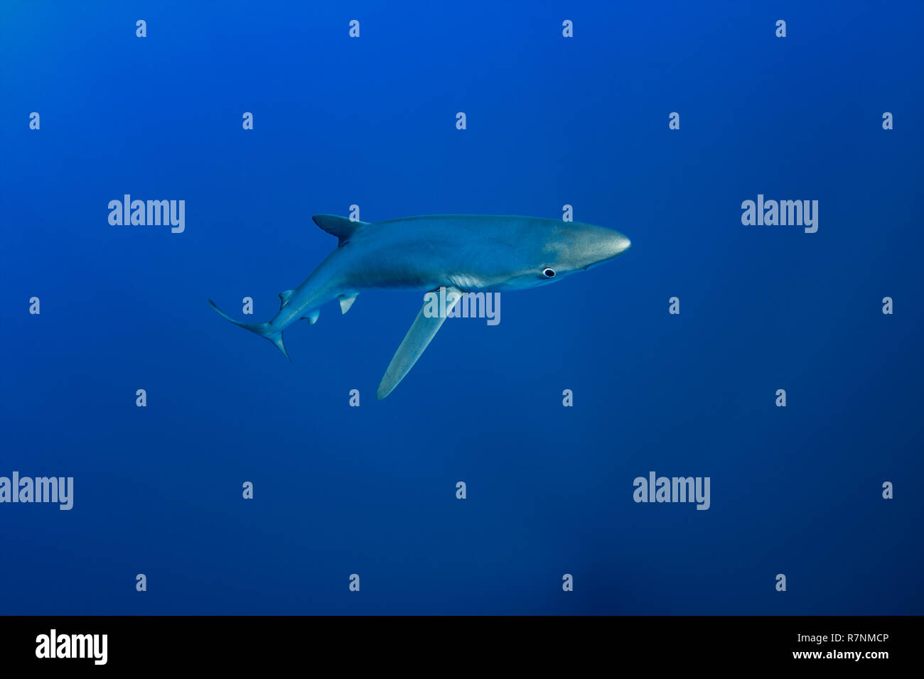 Blue Shark-Requin bleu (Prionace glauca), isola Pico, arcipelago delle Azzorre. Foto Stock