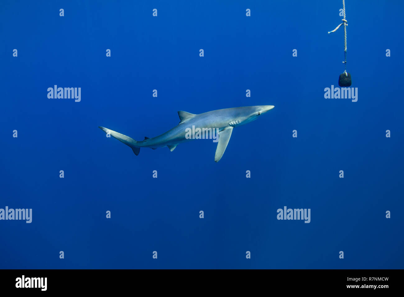 Blue Shark-Requin bleu (Prionace glauca), isola Pico, arcipelago delle Azzorre. Foto Stock