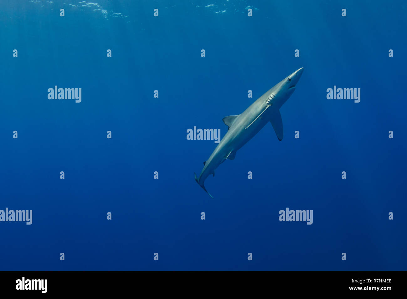 Blue Shark-Requin bleu (Prionace glauca), isola Pico, arcipelago delle Azzorre. Foto Stock