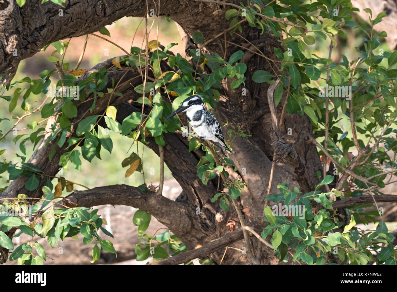 Pied kingfisher appollaiato siede su un ramo di albero, Botswana Foto Stock