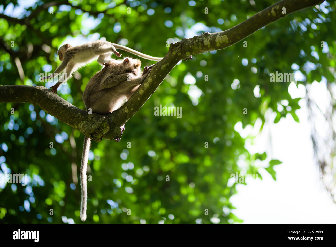 Long-tailed scimmie macaco vagano liberi tra gli alberi del sacro della foresta Ubud a Bali, Indonesia. Foto Stock