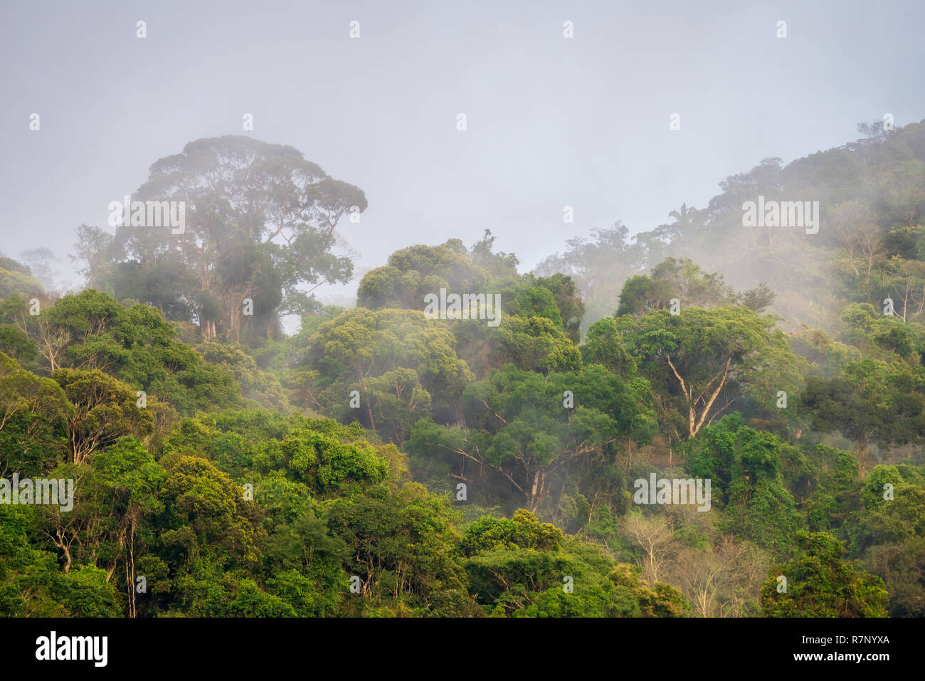 Nebbia di mattina nel sud-est brasiliano di foresta atlantica. Foto Stock