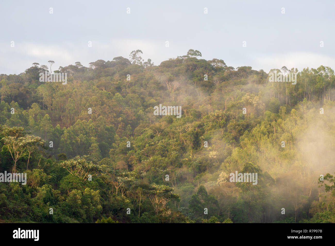 Nebbia di mattina nel sud-est brasiliano di foresta atlantica. Foto Stock
