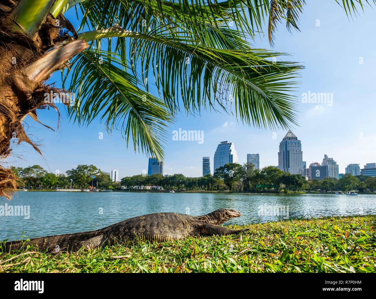 Thailandia, Bangkok, Pathum distretto Wan, Parco Lumphinee creato negli anni Venti dal Re Rama Vi nel cuore del principale quartiere degli affari, monitor lizard Foto Stock