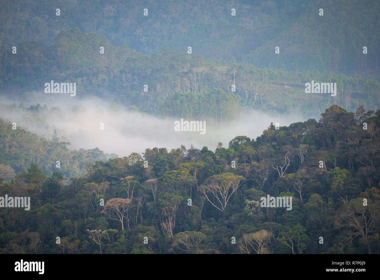 La nebbia in sud-est brasiliano di foresta atlantica Foto Stock