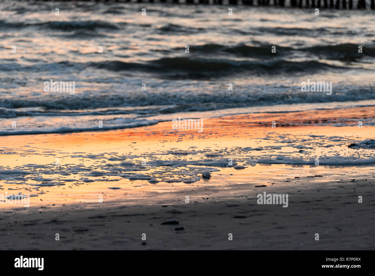 I pesci morti, schiuma lavata rossa marea fioritura di alghe tossiche in Naples Beach in Florida Golfo del Messico durante il tramonto sulla sabbia Foto Stock