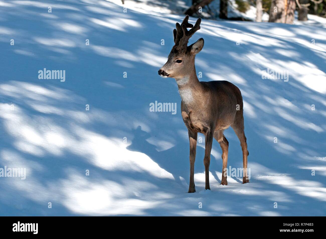 Francia, capriolo in velluto (Capreolus capreolus) Foto Stock