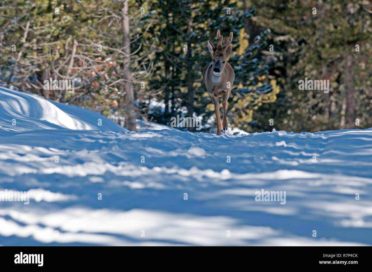 Francia, capriolo in velluto (Capreolus capreolus) Foto Stock