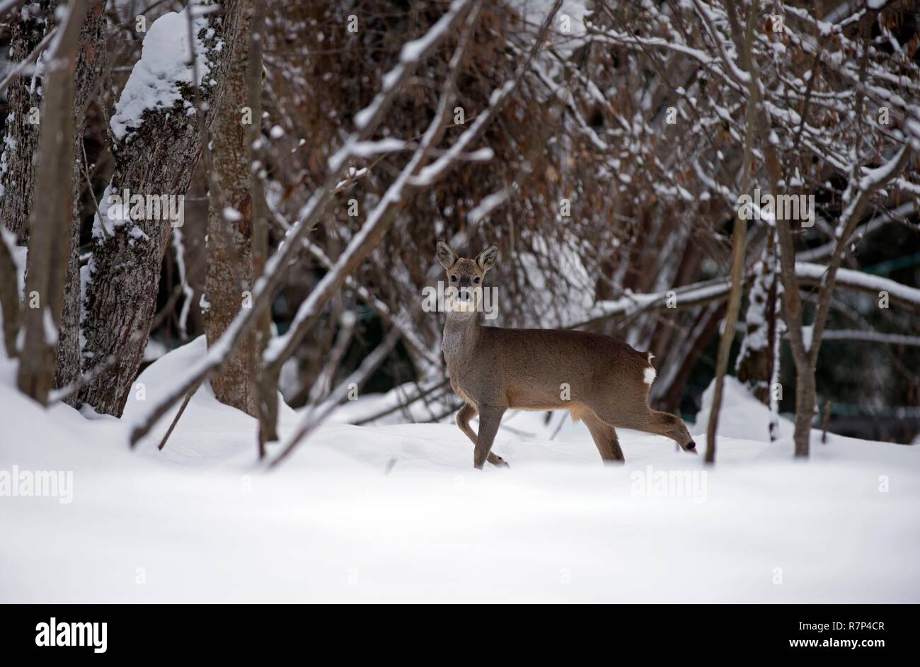 Francia, Capriolo nella neve (Capreolus capreolus) Foto Stock