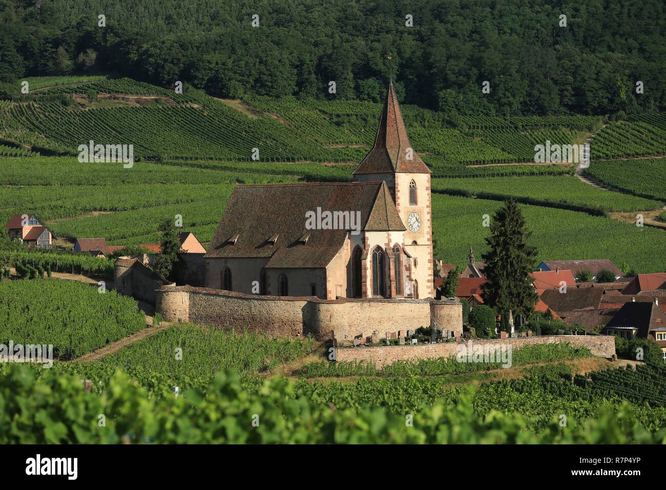 Francia, Haut Rhin, Alsazia strada del vino, Hunawihr, etichettato i più bei villaggi di Francia, misti chiesa St Jacques maggiore al centro dei vigneti Foto Stock