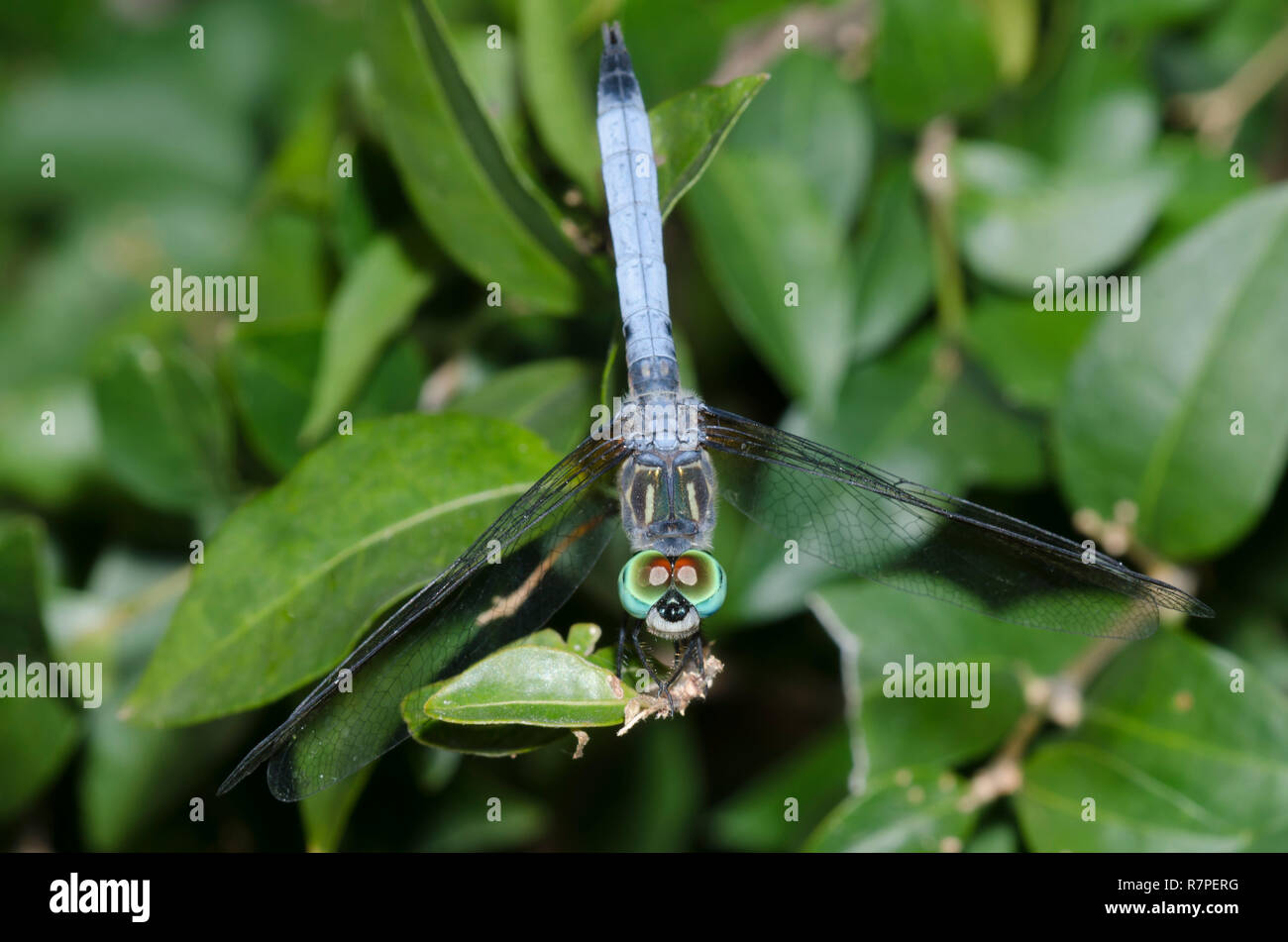 Blu, Dasher Pachydiplax longipennis, maschio Foto Stock