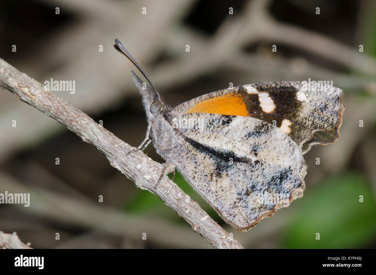 American muso Libytheana carinenta Foto Stock