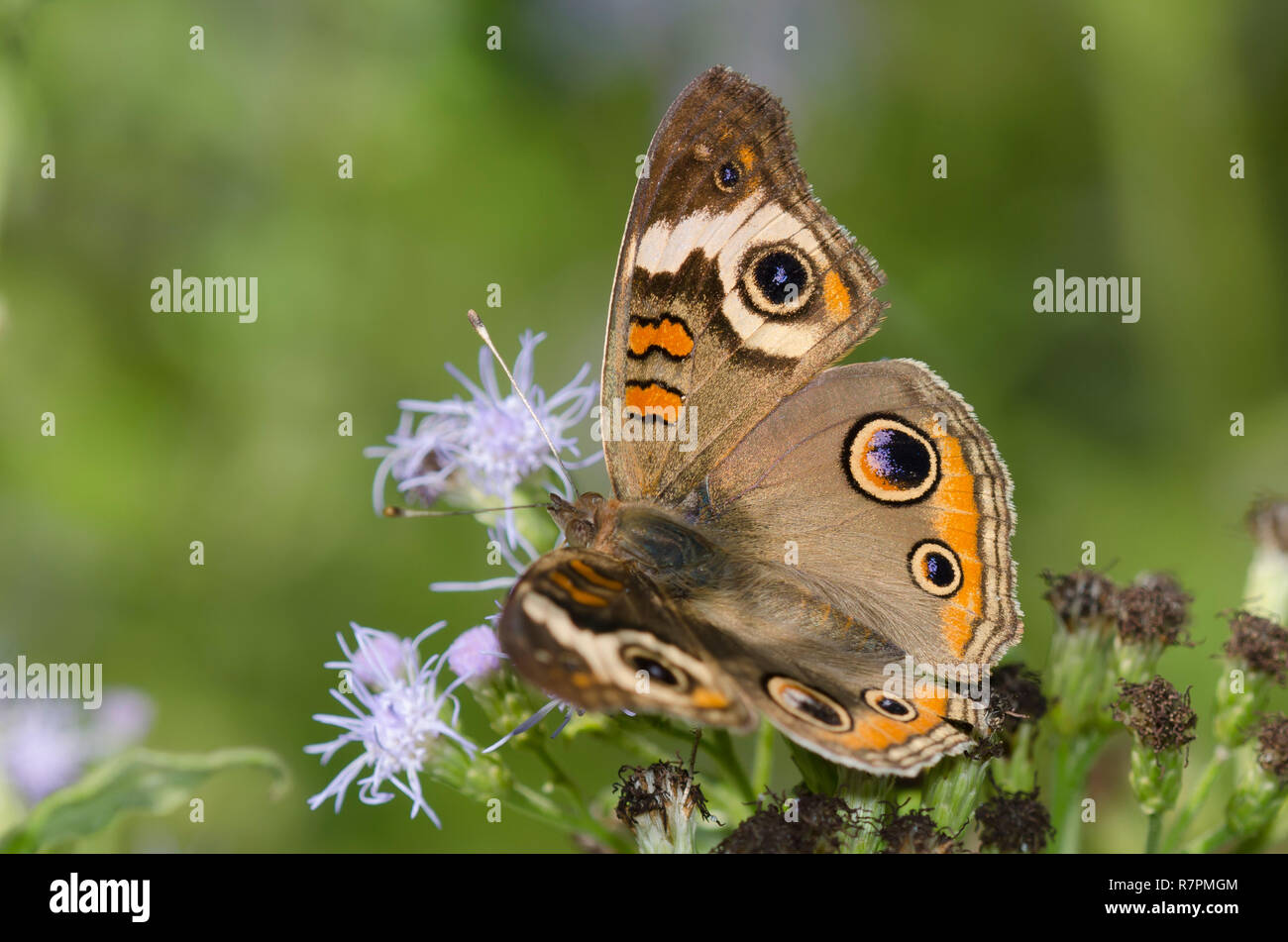 Comune di Buckeye, Junonia coenia, sul fiore di nebbia, Conoclinium sp. Foto Stock