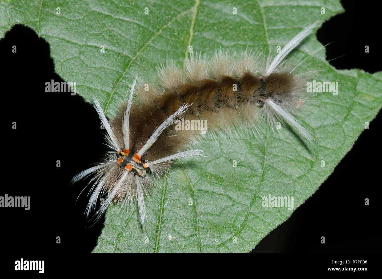 Schaus' Tussock Moth, Halysidota schausi, caterpillar Foto Stock