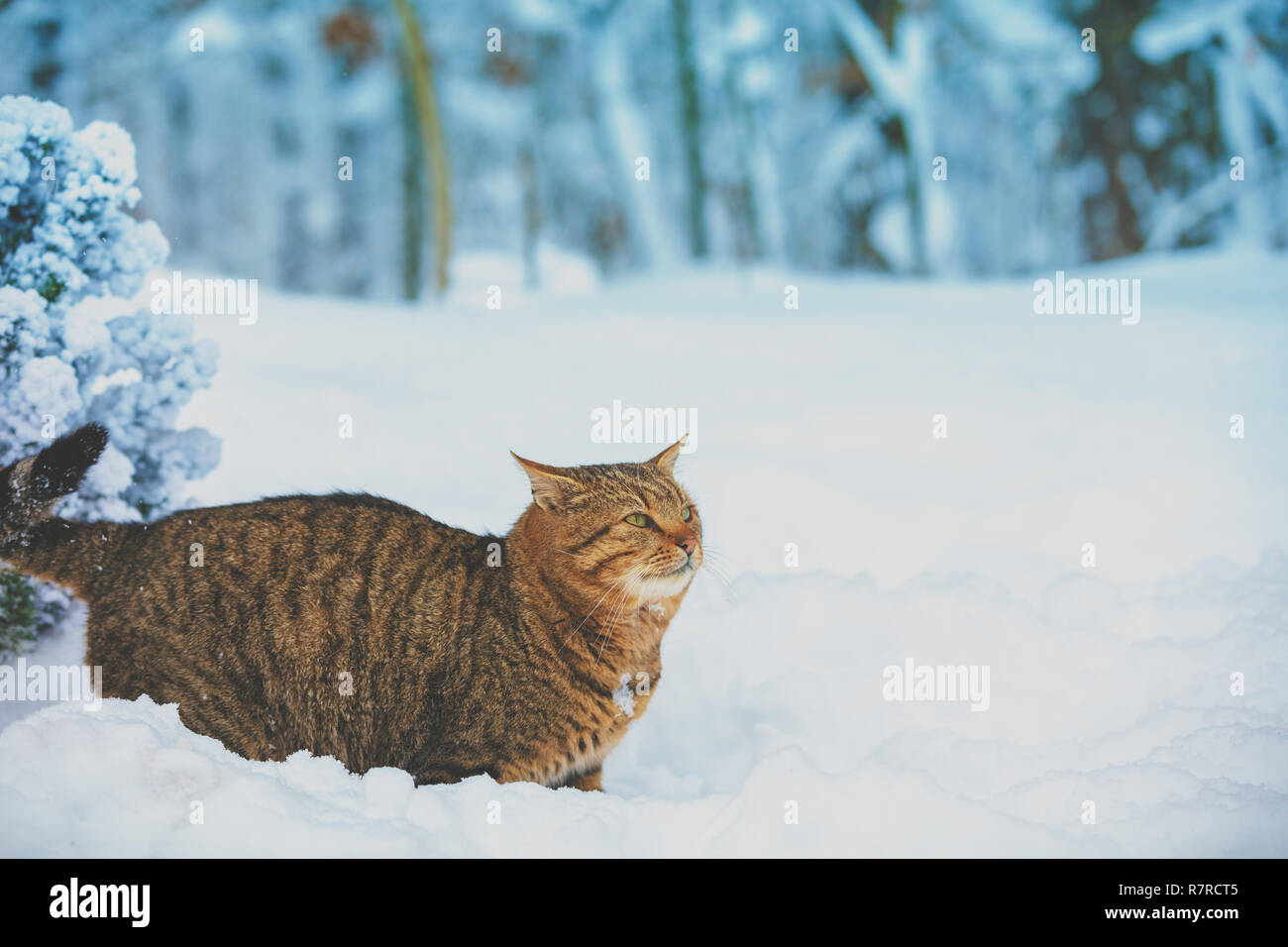 Un gatto di camminare sulla neve profonda all'aperto nella foresta in inverno Foto Stock