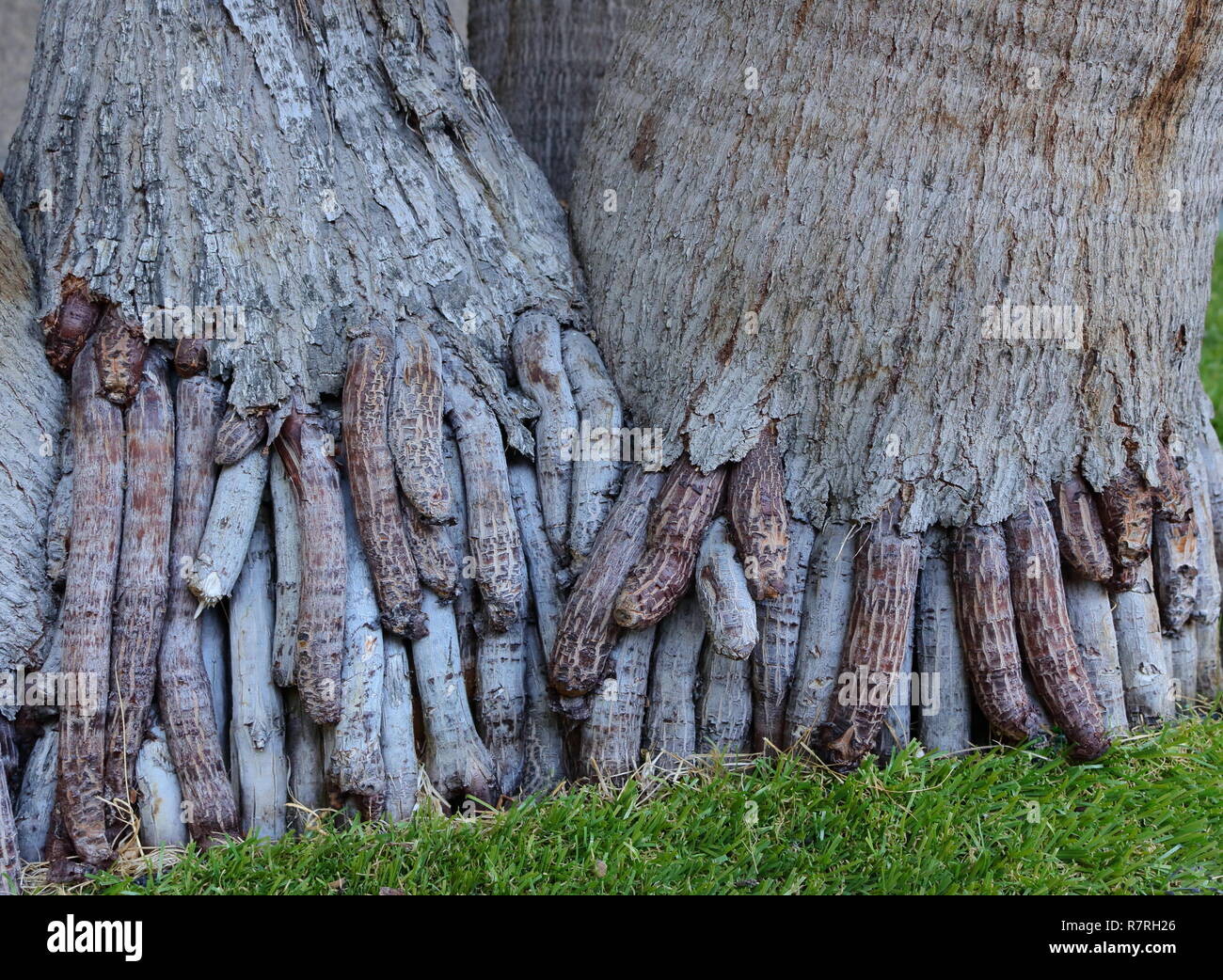 Primo piano immagine di radici esposte di noci di arec palme, guardare come le dita Foto Stock