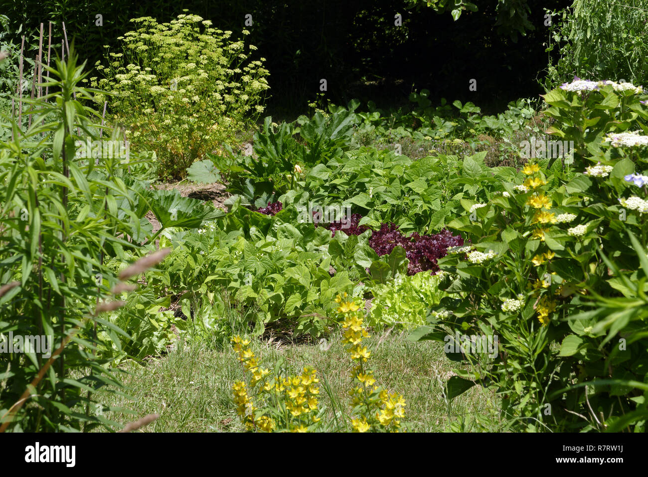 Orto (fagiolini, piante di zucchine, il mazzetto di prezzemolo semi). Suzanne 's giardino, Le Pas, Mayenne, Pays de la Loire, Francia. Origine vegetale Foto Stock
