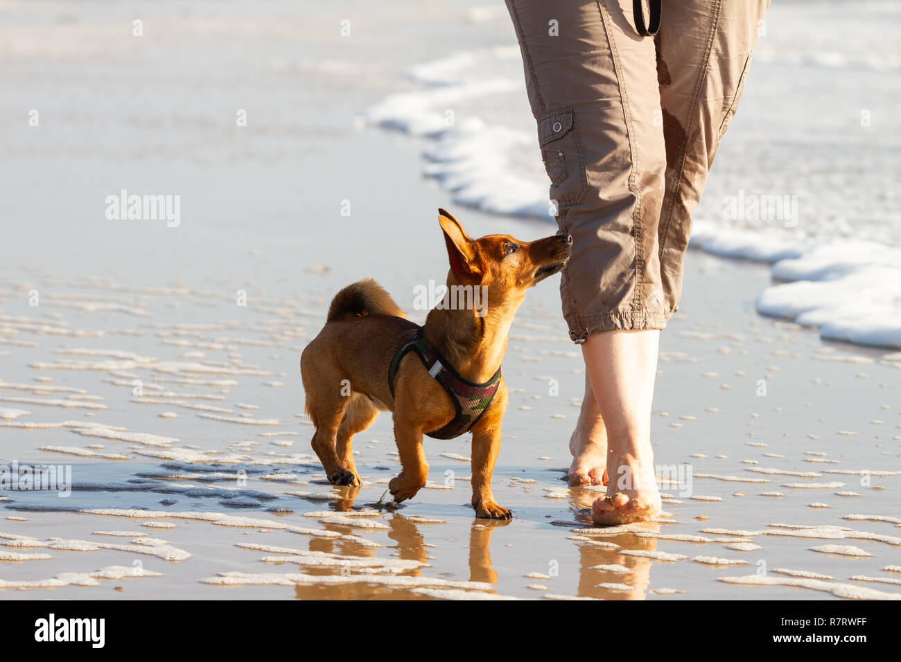 La donna e la sua carino piccolo cane a camminare con il tacco in spiaggia. Foto Stock