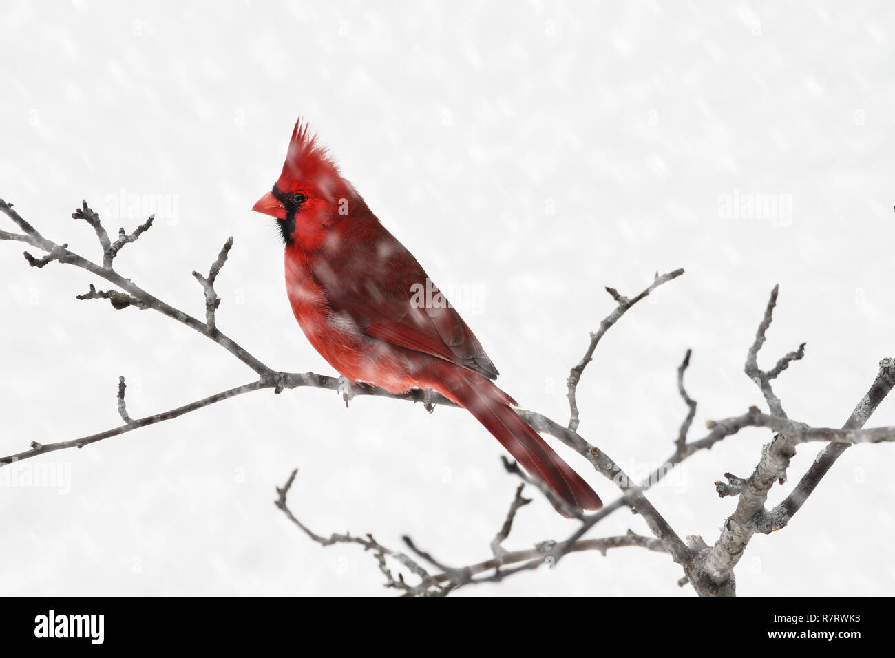 Il Cardinale maschio appollaiate su un ramo durante una tempesta di neve. Foto Stock