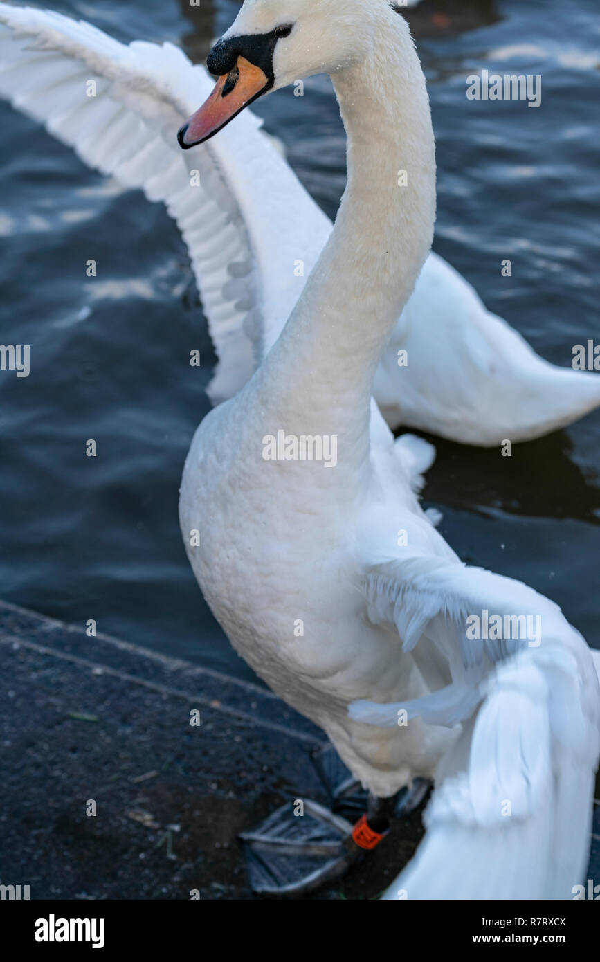 I cigni presso il santuario di Swan sulla banca del fiume Severn a Worcester, Regno Unito Foto Stock