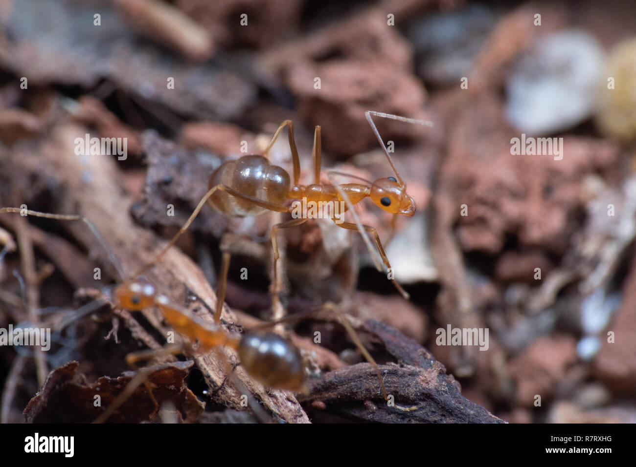 Giallo invasiva crazy formiche (Anoplolepis gracillipes), uno del mondo più dannosa di specie invasive, nel Queensland, Australia Foto Stock