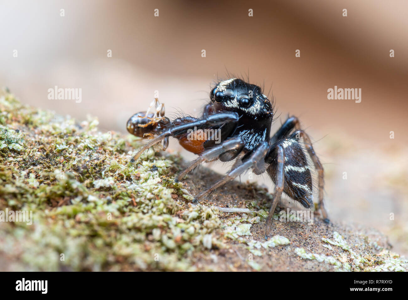 Carino jumping spider in Australia di mangiare una formica Foto Stock