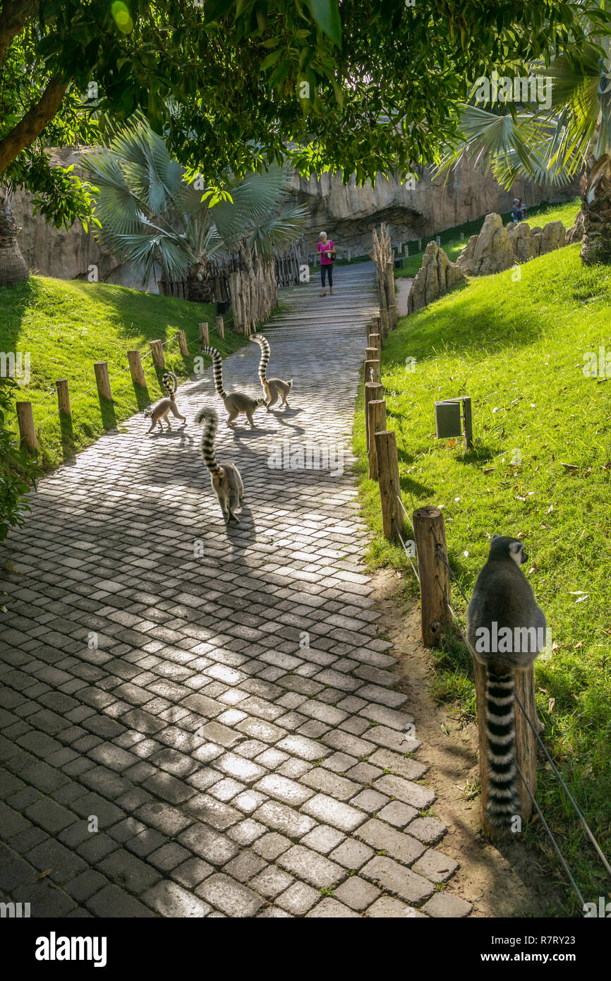 Lémur de cola anillada ,Lemur catta. Bioparco , lo zoo di Valencia. Valencia. Comunidad Valenciana. Spagna Foto Stock