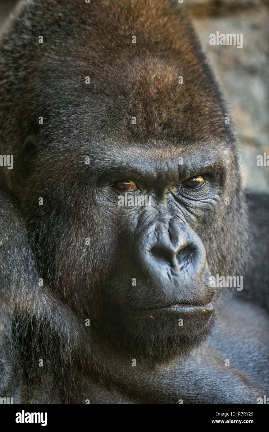 Western pianura gorilla. Bioparco , lo zoo di Valencia. Valencia. Comunidad Valenciana. Spagna Foto Stock