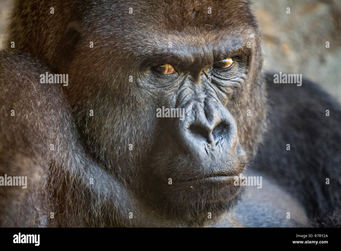 Western pianura gorilla. Bioparco , lo zoo di Valencia. Valencia. Comunidad Valenciana. Spagna Foto Stock