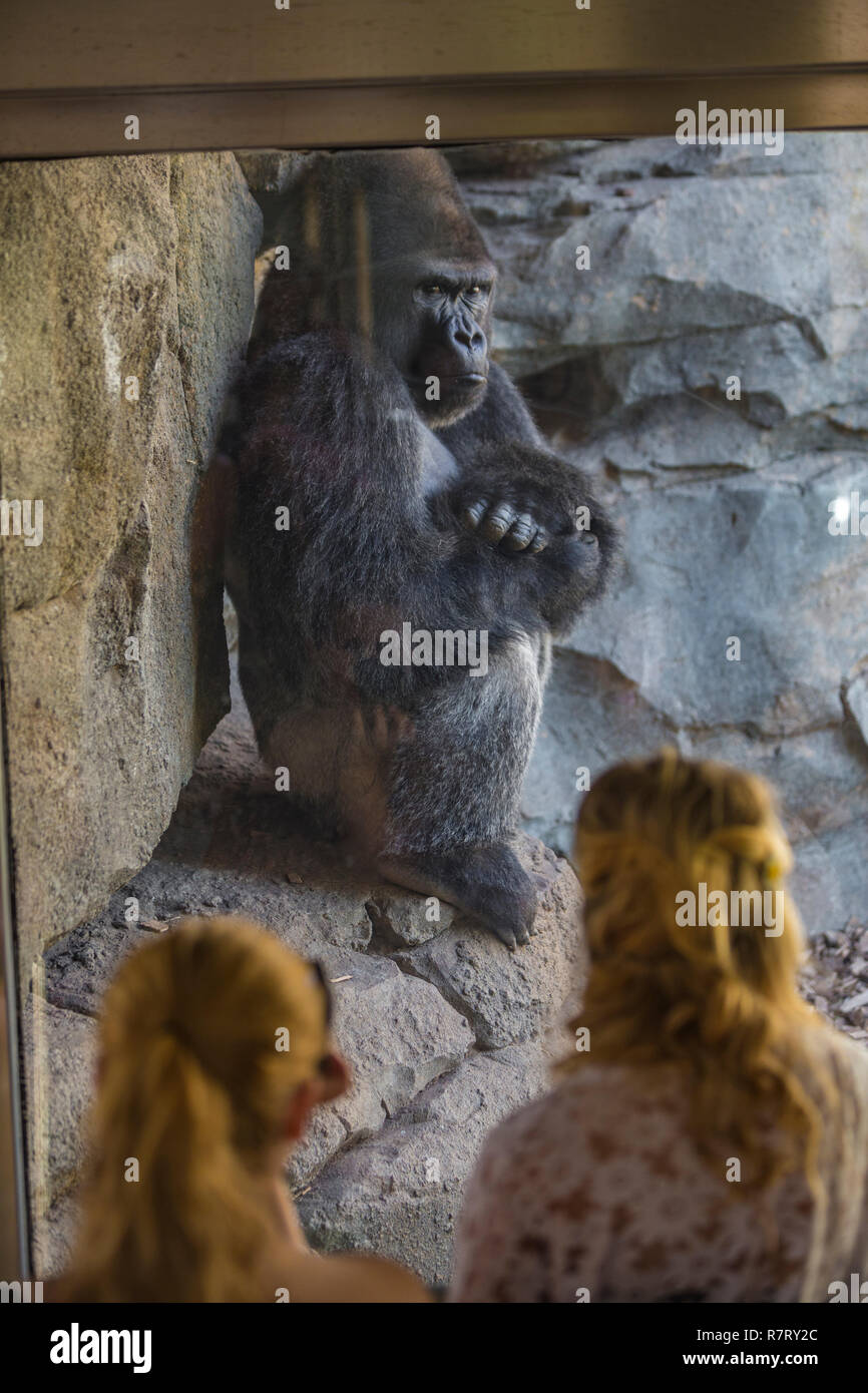 Western pianura gorilla. Bioparco , lo zoo di Valencia. Valencia. Comunidad Valenciana. Spagna Foto Stock