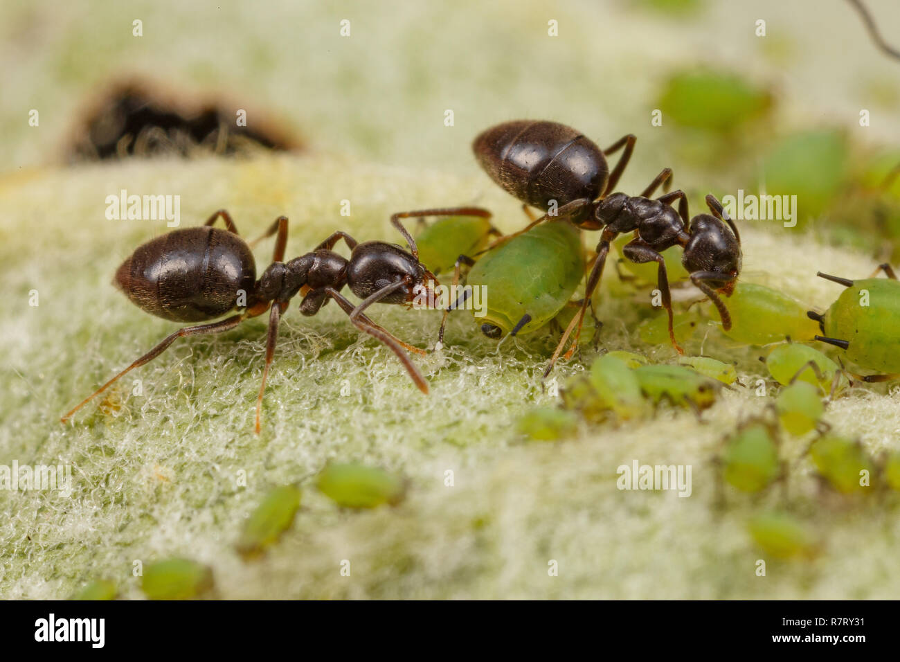 Technomyrmex formiche tendente verde afidi su un albero di mele, Albany, Australia occidentale Foto Stock