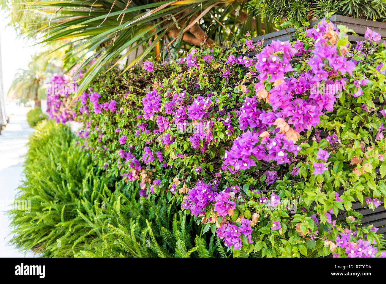 Viola vibranti fiori di bouganville in Florida Keys e Miami, piante verdi giardini paesaggistici fodera marciapiede strada durante la primavera estate da Foto Stock